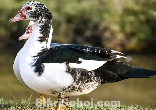 দেশি মুরগি চিনা হাঁস টাইগার মুরগি